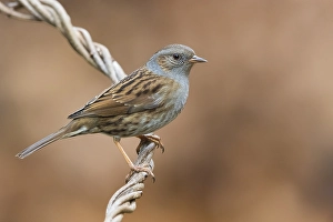 Images Dated 8th January 2018: Dunnock, Prunella modularis