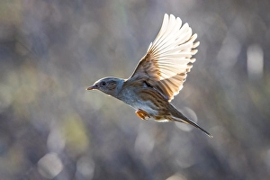 Images Dated 9th March 2022: Dunnock, Prunella modularis