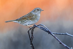 Images Dated 29th January 2019: Dunnock, Prunella modularis