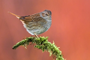 Images Dated 2nd January 2019: Dunnock, Prunella modularis