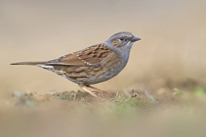 Images Dated 18th February 2019: Dunnock, Prunella modularis