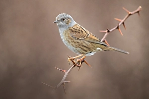 Images Dated 9th February 2019: Dunnock, Prunella modularis