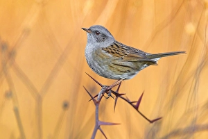 Images Dated 3rd December 2020: Dunnock, Prunella modularis