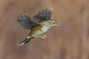 Images Dated 9th February 2019: Dunnock, Prunella modularis