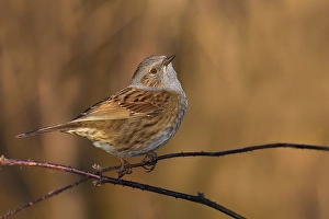 Images Dated 14th February 2019: Dunnock, Prunella modularis