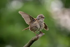 Images Dated 22nd May 2018: Dunnock, Prunella modularis