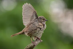 Images Dated 22nd May 2018: Dunnock, Prunella modularis