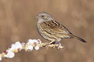 2021 Prints: Dunnock, Prunella modularis