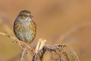 Prunella Prints: Dunnock, Prunella modularis