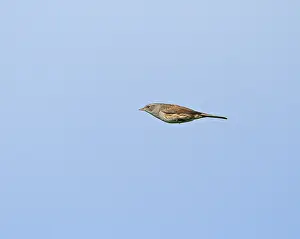 Prunella Prints: Dunnock;Prunella modularis