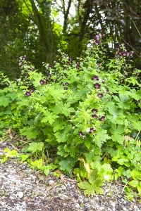 Stinsenflora Prints: Dusky Crane's-bill, Geranium phaeum