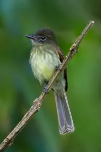 Images Dated 6th December 2009: Dusky-tailed Flatbill