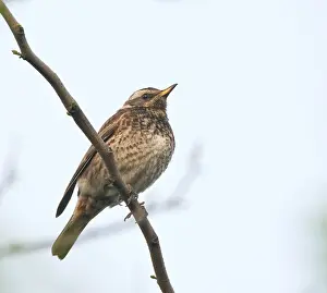 Happy Island Prints: Dusky Thrush hybrid (Turdus eunomus x Turdus Naumanni)