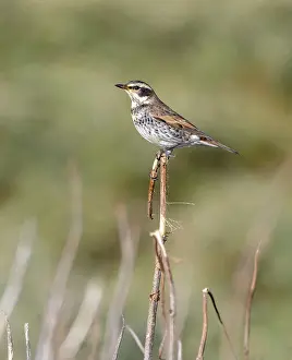 Images Dated 25th October 2019: Dusky Thrush, Turdus eunomus