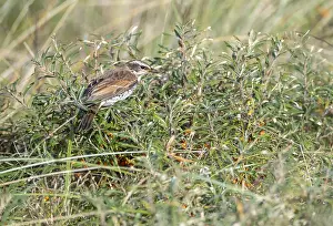 Images Dated 25th October 2019: Dusky Thrush, Turdus eunomus