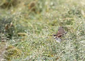 Images Dated 25th October 2019: Dusky Thrush, Turdus eunomus