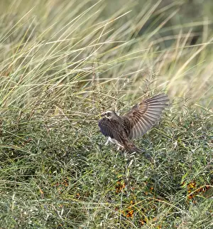 Images Dated 25th October 2019: Dusky Thrush, Turdus eunomus