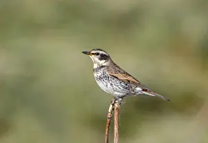 Images Dated 25th October 2019: Dusky Thrush, Turdus eunomus
