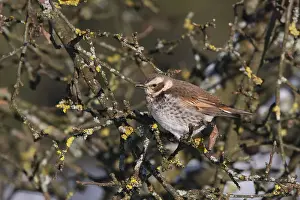 Images Dated 9th January 2009: Dusky Thrush, Turdus eunomus