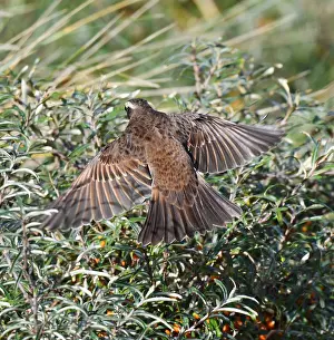 Images Dated 25th October 2019: Dusky Thrush, Turdus eunomus
