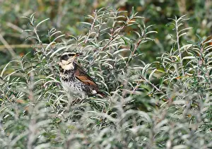 Images Dated 25th October 2019: Dusky Thrush, Turdus eunomus