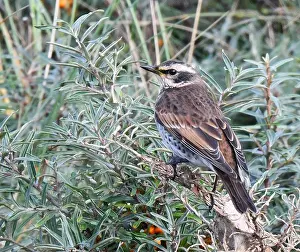Images Dated 25th October 2019: Dusky Thrush, Turdus eunomus