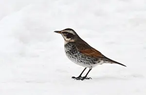 Eunomus Prints: Dusky Thrush, Turdus eunomus