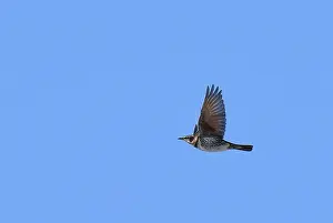 Eunomus Prints: Dusky Thrush, Turdus eunomus
