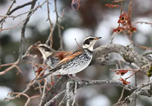 Eunomus Prints: Dusky Thrush, Turdus eunomus