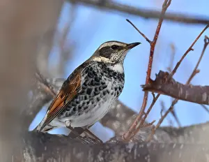 Eunomus Prints: Dusky Thrush, Turdus eunomus