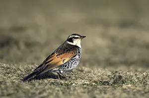 1998 Prints: Dusky Thrush, Turdus eunomus