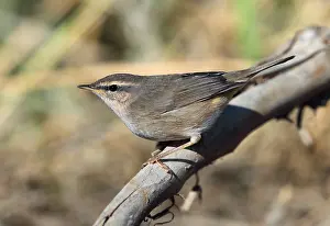 Fuscatus Prints: Dusky Warbler, Phylloscopus fuscatus