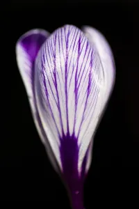 Dutch Crocus, Spring Crocus, Crocus vernus