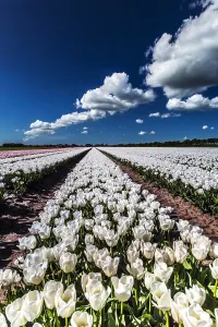 Blume Prints: Dutch tulip fields
