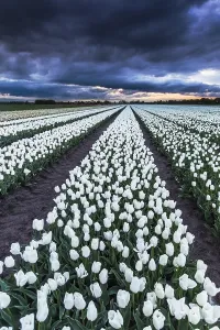 Images Dated 30th April 2018: Dutch tulip fields