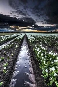 Images Dated 30th April 2018: Dutch tulip fields