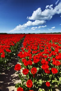 Blume Prints: Dutch tulip fields
