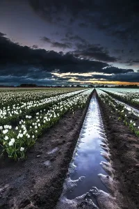 Images Dated 30th April 2018: Dutch tulip fields