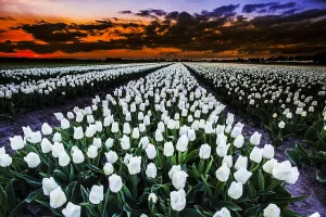 Images Dated 23rd April 2018: Dutch tulips