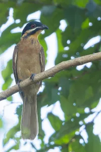 Images Dated 28th September 2022: Dwarf Koel, Microdynamis parva