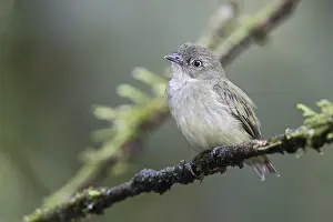 Images Dated 4th April 2017: Dwarf Tyrant-Manakin (Tyranneutes stolzmanni)