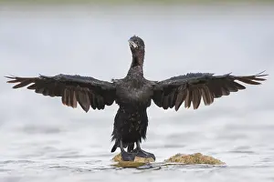 Microcarbo Prints: Dwergaalscholver, Pygmy Cormorant, Microcarbo pygmaeus
