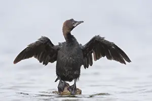 Microcarbo Prints: Dwergaalscholver, Pygmy Cormorant, Microcarbo pygmaeus