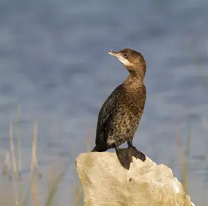 Eerste Jaars Prints: Dwergaalscholver, Pygmy Cormorant, Microcarbo pygmaeus