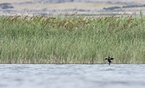 Microcarbo Prints: Dwergaalscholver, Pygmy Cormorant, Microcarbo pygmaeus