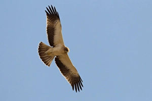 Images Dated 16th October 2010: Dwergarend, Booted Eagle, Hieraaetus pennatus