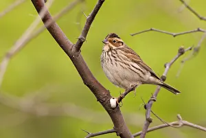 Happy Island Prints: Dwerggors, Little Bunting, Emberiza pusilla
