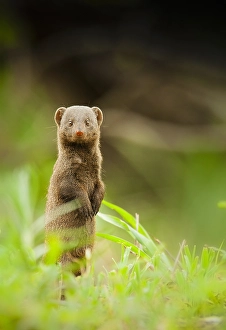 Dwergmangoest Prints: Dwergmangoest, Common Dwarf Mongoose, Helogale parvula