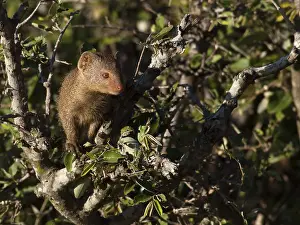 Natuurreservaat Prints: Dwergmangoest, Dwarf Mongoose, Helogale parvula
