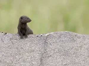 Natuurreservaat Prints: Dwergmangoest, Dwarf Mongoose, Helogale parvula